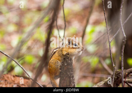 Kleiner Chipmunk thront auf Baumstumpf in einem Wald. Stockfoto