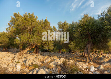 Olivenbäume in Lun Olivenhaine, Insel Pag, Kroatien Stockfoto