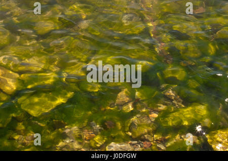Algen bedeckt Felsen unter der Wasseroberfläche eines Flusses. Stockfoto