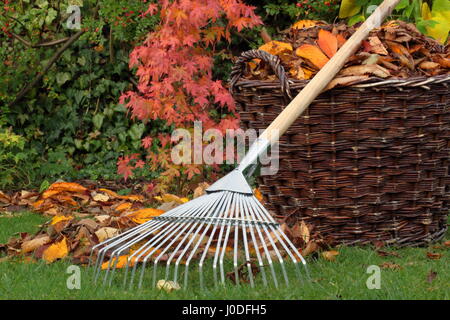 Abgefallene Blätter wurden an einem hellen Herbsttag von einem Gartenrasen in einen gewebten Korb geräumt Stockfoto