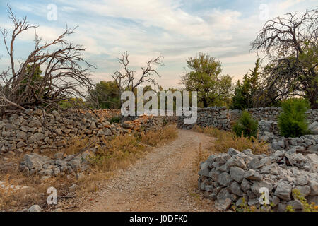 Olivenbäume in Lun Olivenhaine, Insel Pag, Kroatien Stockfoto