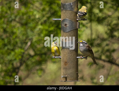 Graue Squrrel auf Boden Stockfoto