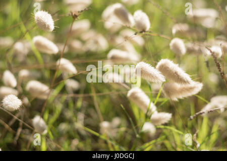 Green Foxtail Grass bei Sonnenuntergang. Setaria Stockfoto