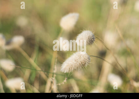 Green Foxtail Grass bei Sonnenuntergang. Setaria Stockfoto