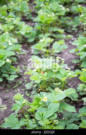 Blühenden Garten Erdbeere im Freien wächst im Garten auf Schwarzerde. Selektiven Fokus. Stockfoto