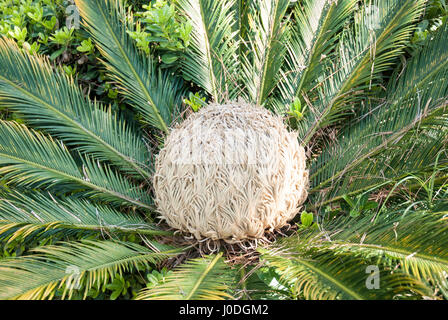 Sagopalme mit Blüte Cycas revoluta Stockfoto