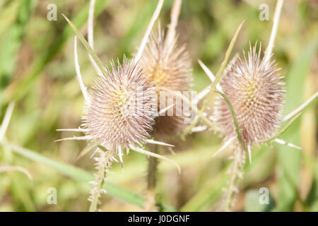 Blütenstand der Karde (Dipsacus Fullonum) Stockfoto