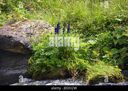 Blauer Eisenhut Blüte am Bach im europäischen Alpen Landschaft des Schwarzachtal-Tals im Zillertal (Österreich). Stockfoto