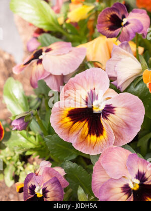 Einige rosa und orangenen Blüten im Sonnenlicht Stockfoto