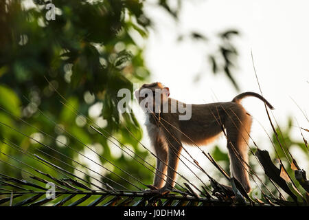 Nördlichen Schwein-tailed Macaque (Macaca Leonina), Mount Bokor, Bokor National Park, Kampot Provinz, Kambodscha Stockfoto