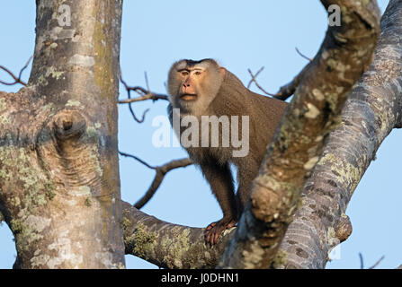 Nördlichen Schwein-tailed Macaque (Macaca Leonina), Mount Bokor, Bokor National Park, Kampot Provinz, Kambodscha Stockfoto