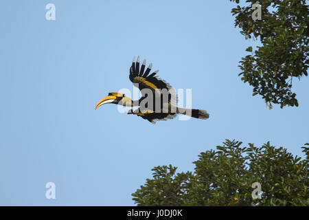 Großes Hornbill (Buceros Bicornis) im Flug, Seima geschützte Wald, Provinz Mondulkiri, Kambodscha Stockfoto