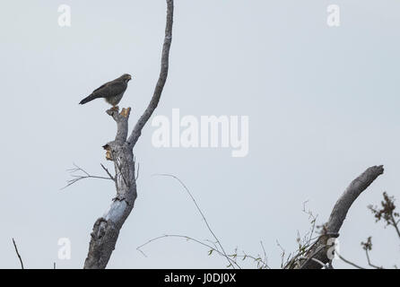 Grau-faced Buzzard (Butastur Indicus), Seima geschützte Wald, Provinz Mondulkiri, Kambodscha Stockfoto