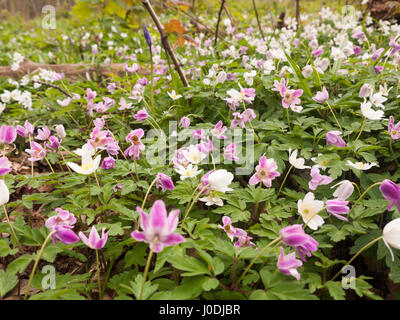 Weiße und rosa Blüten auf dem Waldboden mit grünen Blättern unter Stockfoto