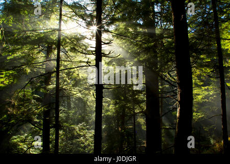 Alten Wald im Nebel entlang Harts Cove Trail, Neskowin Kamm Research Natural Area, Siuslaw National Forest, Oregon Stockfoto