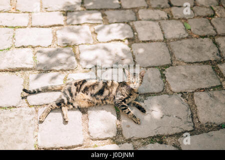 Katzen in der Altstadt von Budva, Kotor, Dubrovnik. Kroatien und Mo Stockfoto