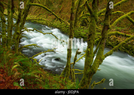 Nestucca River State Scenic Wasserstraße, Nestucca Fluß nationalen Back Country Byway, Oregon Stockfoto