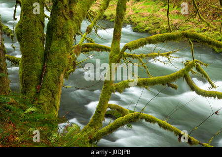 Nestucca River State Scenic Wasserstraße, Nestucca Fluß nationalen Back Country Byway, Oregon Stockfoto