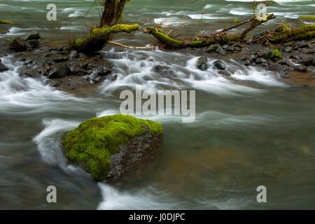 Nestucca River State Scenic Wasserstraße, Nestucca Fluß nationalen Back Country Byway, Oregon Stockfoto