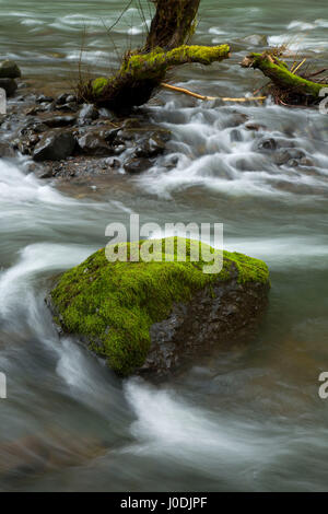 Nestucca River State Scenic Wasserstraße, Nestucca Fluß nationalen Back Country Byway, Oregon Stockfoto