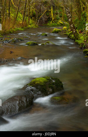 Nestucca River State Scenic Wasserstraße, Nestucca Fluß nationalen Back Country Byway, Oregon Stockfoto