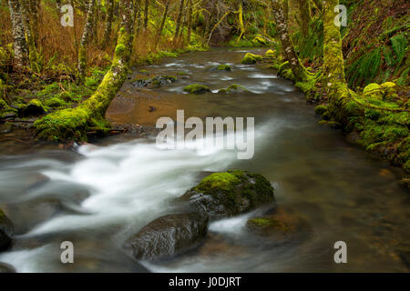 Nestucca River State Scenic Wasserstraße, Nestucca Fluß nationalen Back Country Byway, Oregon Stockfoto