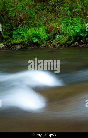 Drift Creek entlang Harris Ranch Trail, Drift Creek Wilderness Siuslaw National Forest, Oregon Stockfoto