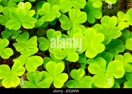 Oxalis entlang Harris Ranch Trail, Drift Creek Wilderness Siuslaw National Forest, Oregon Stockfoto