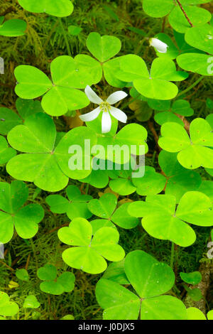 Oxalis entlang Harris Ranch Trail, Drift Creek Wilderness Siuslaw National Forest, Oregon Stockfoto