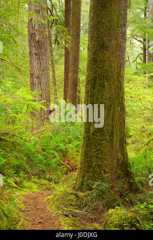 Harris Ranch Trail, Drift Creek Wilderness Siuslaw National Forest, Oregon Stockfoto