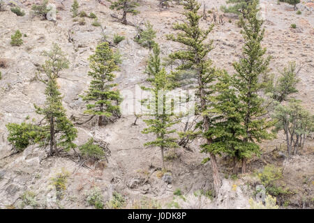 Lodgepole Kiefern wachsen auf einem kahlen Hügel im Yellowstone-Nationalpark, Wyoming, USA Stockfoto