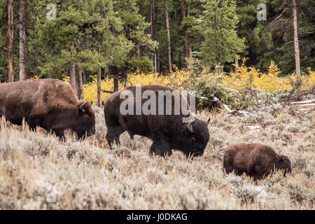 Bison-Familie, die zu Fuß in das Lamar Valley nach einem Herbst Schneefall im Yellowstone-Nationalpark, Wyoming, USA Stockfoto