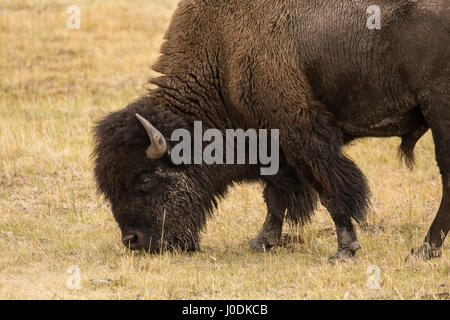 Männlichen amerikanischen Bisons grasen im Yellowstone-Nationalpark, Wyoming, USA Stockfoto