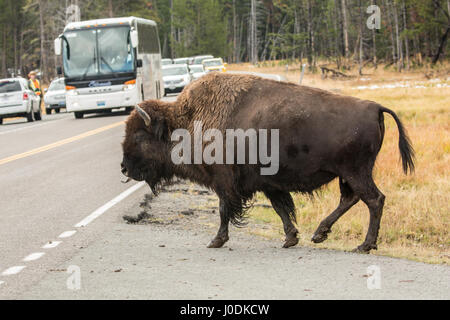 Amerikanische Bisons, die Überquerung einer Autobahn mit Touristen beobachten, im Yellowstone-Nationalpark, Wyoming, USA Stockfoto