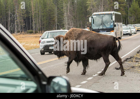 Amerikanische Bisons, die Überquerung einer Autobahn mit Touristen beobachten, im Yellowstone-Nationalpark, Wyoming, USA Stockfoto