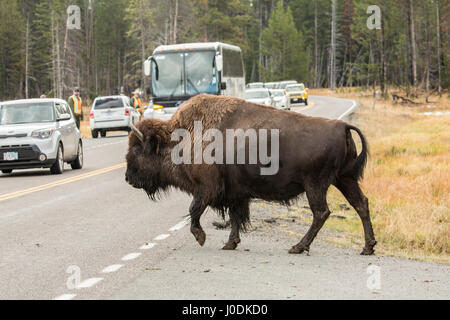 Amerikanische Bisons, die Überquerung einer Autobahn mit Touristen beobachten, im Yellowstone-Nationalpark, Wyoming, USA Stockfoto