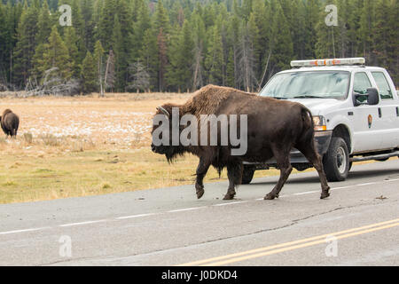 Amerikanische Bisons, die Überquerung einer Autobahn mit Touristen beobachten, im Yellowstone-Nationalpark, Wyoming, USA Stockfoto