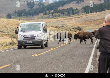 Amerikanische Bisons, die Überquerung einer Autobahn mit Touristen beobachten, im Yellowstone-Nationalpark, Wyoming, USA Stockfoto