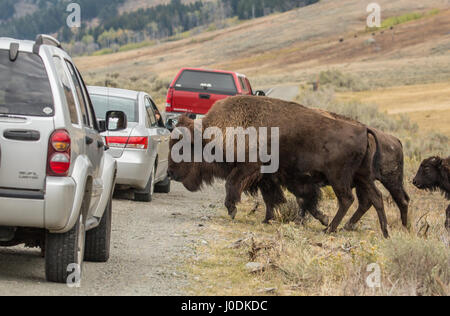 American Bison Herde Überquerung der Autobahn, umgeben von Touristenfahrzeuge im Yellowstone-Nationalpark, Wyoming, USA Stockfoto