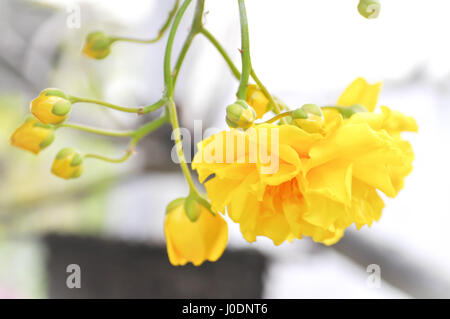 Cochlospermum Regium oder gelb Blume im Garten Stockfoto