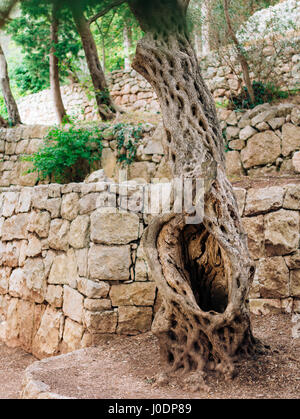 Näheres zu den Stamm des Baums der Oliven. Olivenhaine und gard Stockfoto