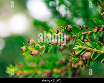 Beeren der wilden Buchsbaum auf einem Baum, Nahaufnahme. Pflanzen der Montenegr Stockfoto