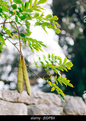 Die Natur von Montenegro. Pflanzen, Blumen, Bäume Stockfoto