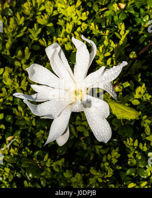 Zarte weiße Magnolie gefangen im Regen im Norden London Garten, UK Stockfoto