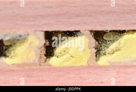 Insektenhotel mit Larven und Eiern von solitären Wildbienen Stockfoto