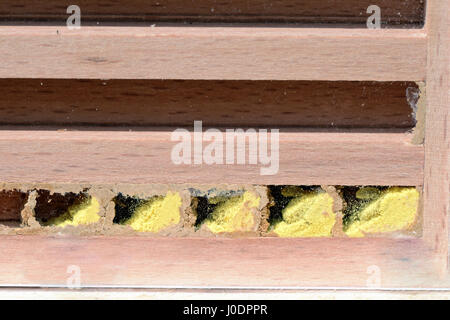 Insektenhotel mit Larven und Eiern von solitären Wildbienen Stockfoto