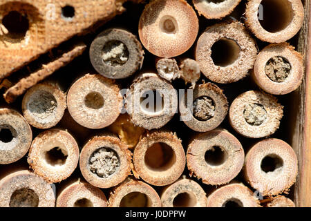geschlossene Nest Löcher von Insekten Unterschlupf von solitären Wildbienen. Stockfoto