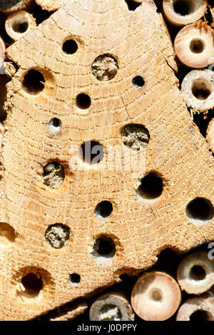 geschlossene Nest Löcher von Insekten Unterschlupf von solitären Wildbienen. Stockfoto