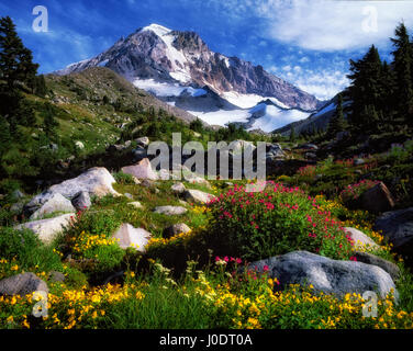 Gelbe und rote Monkeyflowers blühen entlang McGee Creek mit Mt. Hood in Oregon Mount Hood Wilderness Area Stockfoto