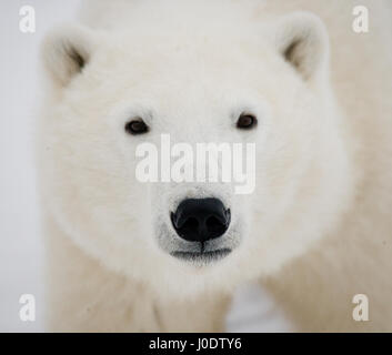 Porträt eines Eisbären. Close-up. Kanada. Stockfoto